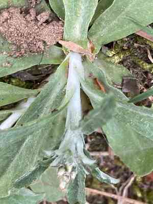 Purple cudweed(Gamochaeta purpurea)
