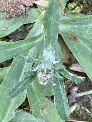 Purple cudweed(Gamochaeta purpurea)
