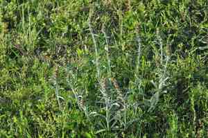 Purple cudweed(Gamochaeta purpurea)