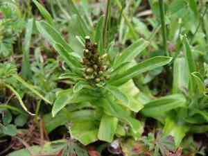 Purple cudweed(Gamochaeta purpurea)