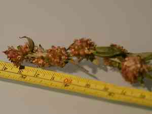 Simple-stem everlasting(Gamochaeta simplicicaulis)