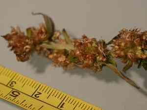 Simple-stem everlasting(Gamochaeta simplicicaulis)