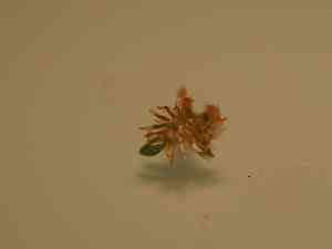 Simple-stem everlasting(Gamochaeta simplicicaulis)