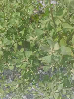 Garberia(Garberia heterophylla)