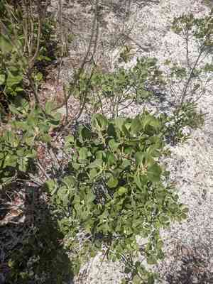 Garberia(Garberia heterophylla)