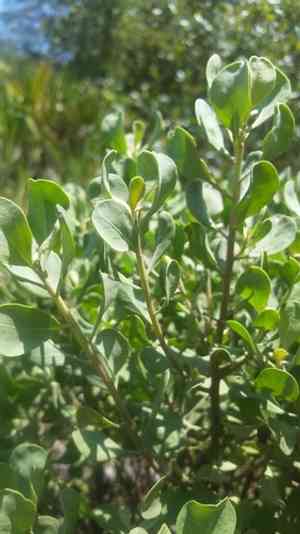 Garberia(Garberia heterophylla)