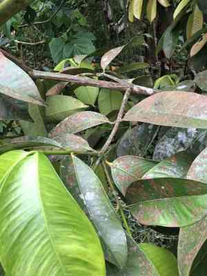 Mangosteen(Garcinia mangostana)