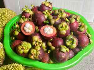 Mangosteen(Garcinia mangostana)