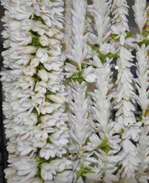 Tahitian gardenia(Gardenia taitensis)