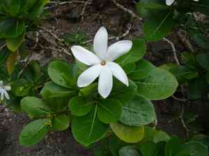 Tahitian gardenia(Gardenia taitensis)