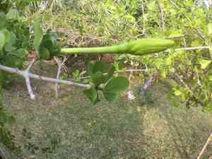 Bushveld gardenia(Gardenia volkensii)