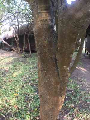 Bushveld gardenia(Gardenia volkensii)