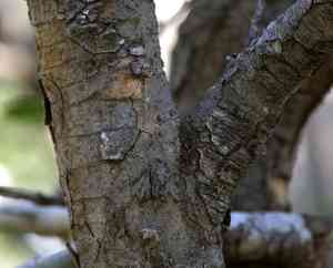 Bushveld gardenia(Gardenia volkensii)