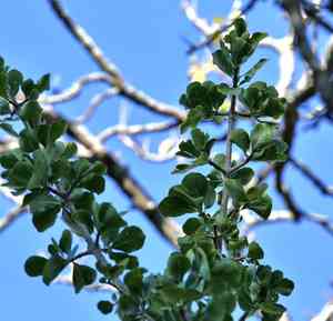 Bushveld gardenia(Gardenia volkensii)
