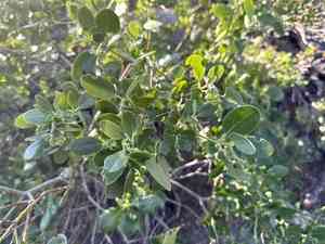 Bearbrush(Garrya fremontii)