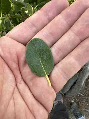 Bearbrush(Garrya fremontii)