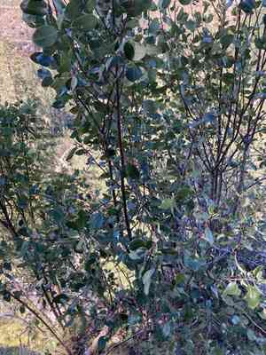 Bearbrush(Garrya fremontii)