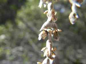 Bearbrush(Garrya fremontii)