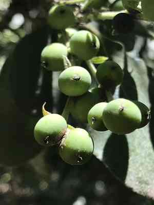 Eggleaf silktassel(Garrya ovata)