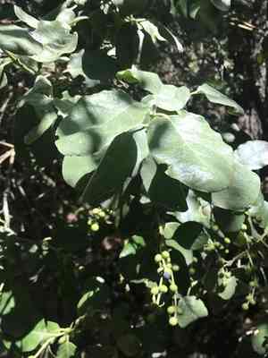 Eggleaf silktassel(Garrya ovata)