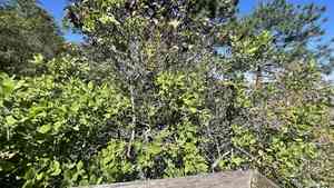 Eggleaf silktassel(Garrya ovata)