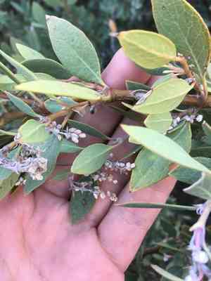 Wright's silktassel(Garrya wrightii)