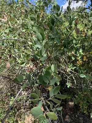 Wright's silktassel(Garrya wrightii)