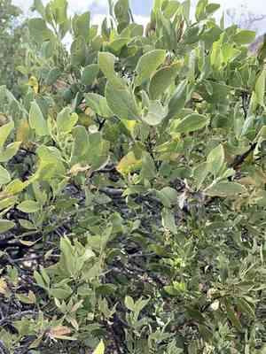 Wright's silktassel(Garrya wrightii)