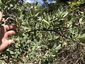 Wright's silktassel(Garrya wrightii)