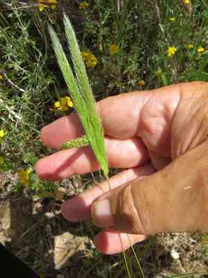 Eastern nit-grass(Gastridium phleoides)