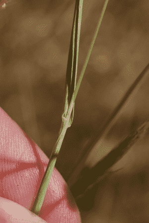 Eastern nit-grass(Gastridium phleoides)