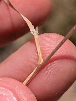 Eastern nit-grass(Gastridium phleoides)