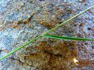 Eastern nit-grass(Gastridium phleoides)