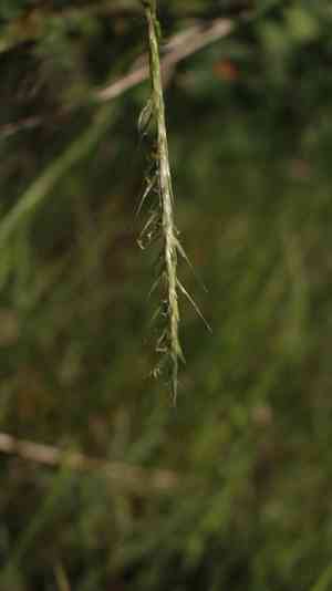 French oat-grass(Gaudinia fragilis)