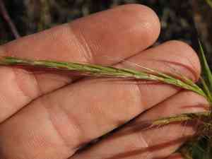 French oat-grass(Gaudinia fragilis)