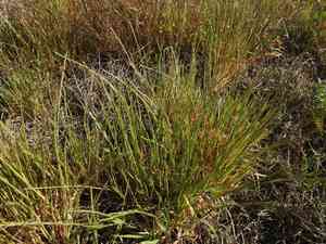 French oat-grass(Gaudinia fragilis)