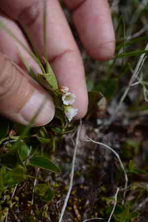 Western tea-berry(Gaultheria ovatifolia)