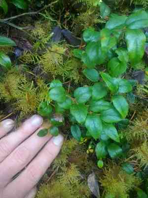 Western tea-berry(Gaultheria ovatifolia)