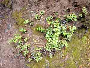 Western tea-berry(Gaultheria ovatifolia)