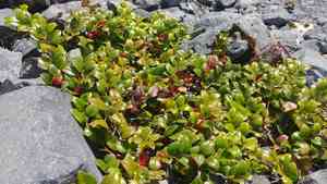 Western tea-berry(Gaultheria ovatifolia)