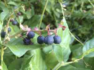 Salal(Gaultheria shallon)