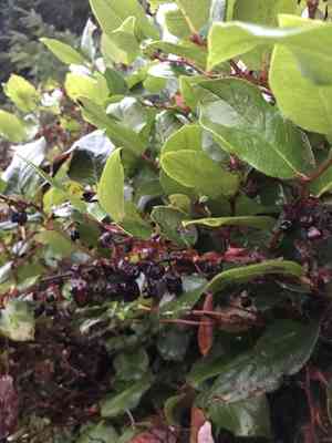 Salal(Gaultheria shallon)