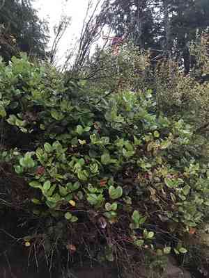 Salal(Gaultheria shallon)