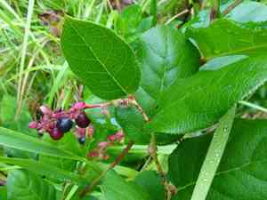 Salal(Gaultheria shallon)