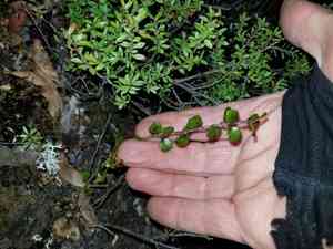 Snowberries (Gaultheria)(Gaultheria)
