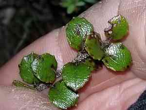 Snowberries (Gaultheria)(Gaultheria)