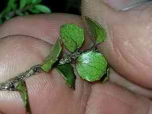 Snowberries (Gaultheria)(Gaultheria)