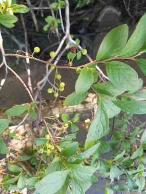 Black huckleberry(Gaylussacia baccata)