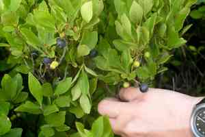 Black huckleberry(Gaylussacia baccata)