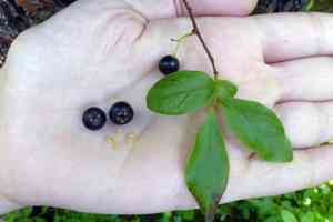 Black huckleberry(Gaylussacia baccata)